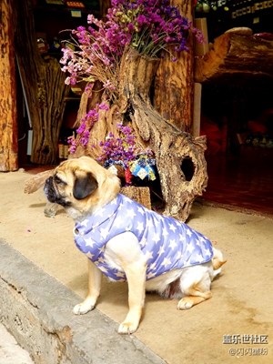 【拍，才知道】帶著note8從麗江到香格里拉-動(dòng)物篇