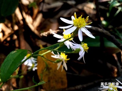 三星s7手機用專業(yè)模式拍的照片。