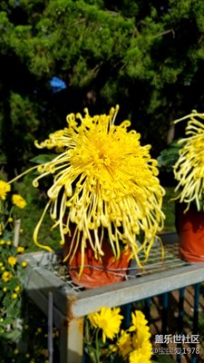 拍才知道+note8中山公園菊花爆滿山