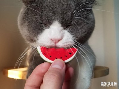 【拍，才知道】萌到爆炸！當一個鏟屎官學會了拍照