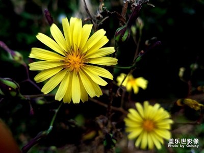 秋菊、高壓線塔