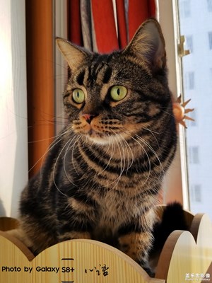 拍才知道＋三星手機(jī)鏡頭的下貓貓是辣么可愛(ài)