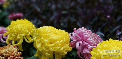 拍才知道  菊展