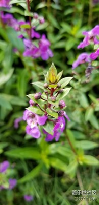 帶著note8游浦江郊野公園