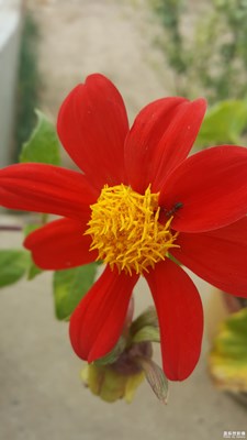 秋+花