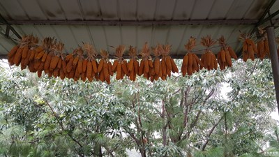 拍才知道+最?lèi)?ài)玉米