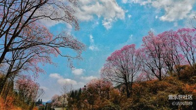 美景約你一起看   漫山飛紅辛夷花