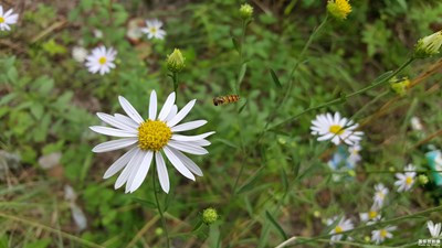 拍才知道-山里花兒艷