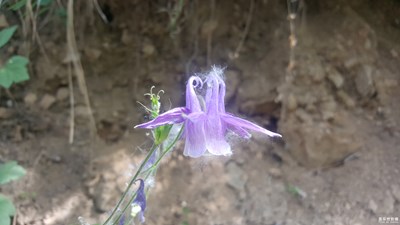 拍才知道-山中動植物一組