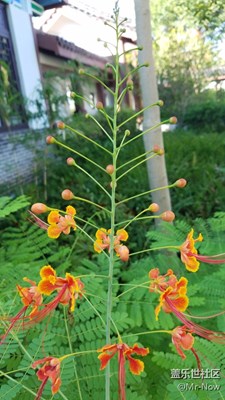 花??，偷偷躲在秋風(fēng)里