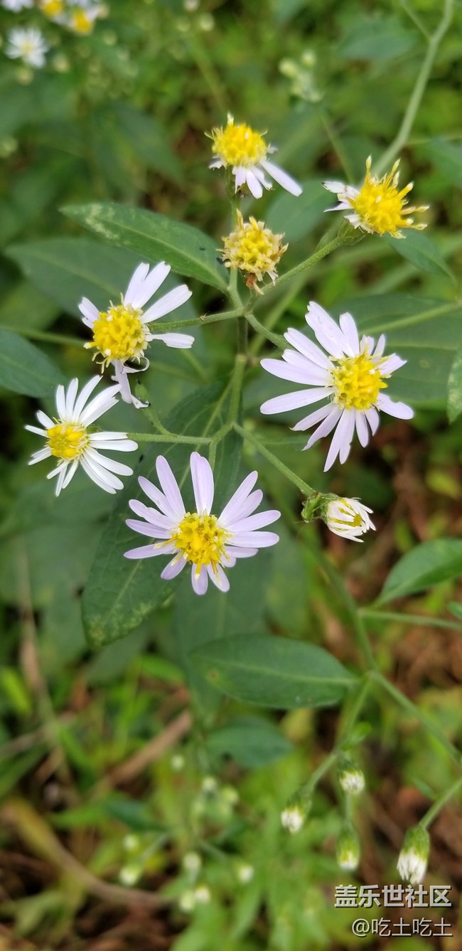 新人報(bào)道，5個(gè)月的用機(jī)體驗(yàn)。