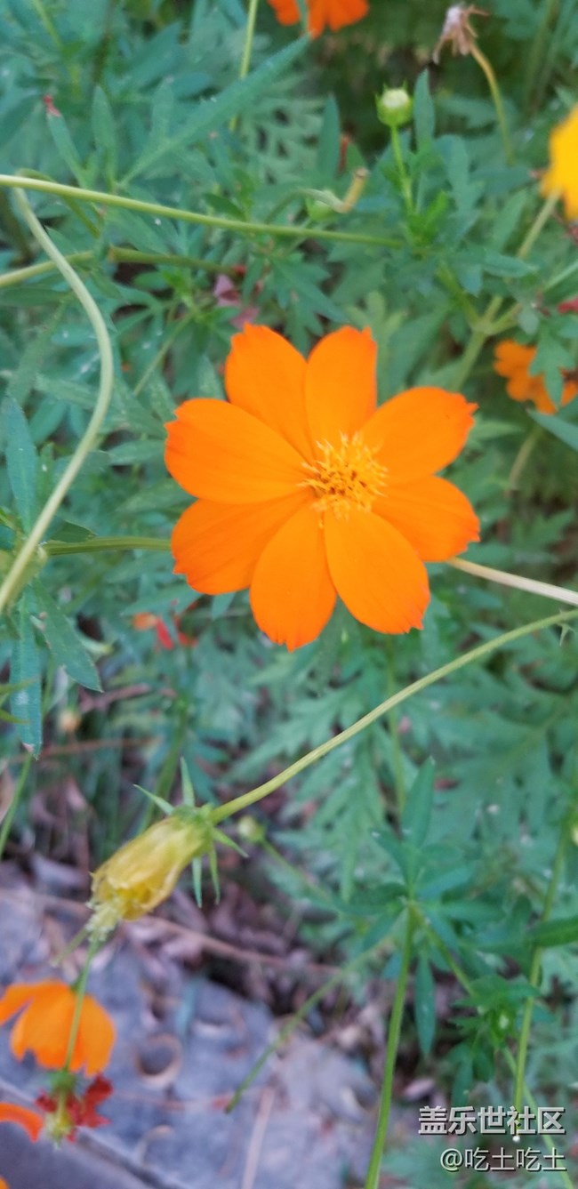 新人報(bào)道，5個(gè)月的用機(jī)體驗(yàn)。