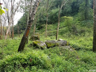 青山翠綠生機(jī)盎然