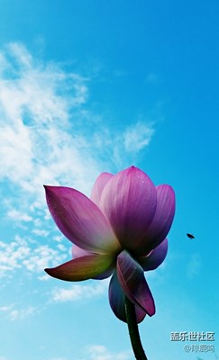 拍才知道  校園荷花