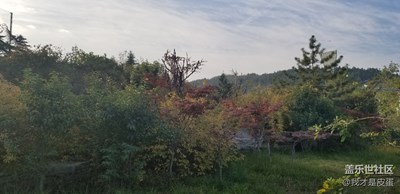 濟(jì)南的紅葉！