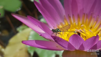 三星S6微距攝影