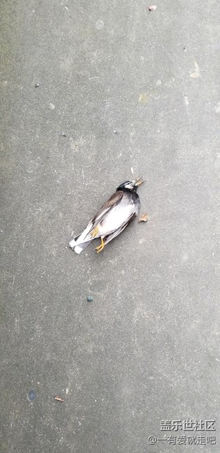 我只想知道什么時候更新8.0