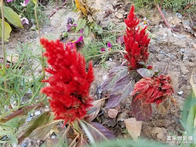 拍才知道+花兒那樣紅系列二