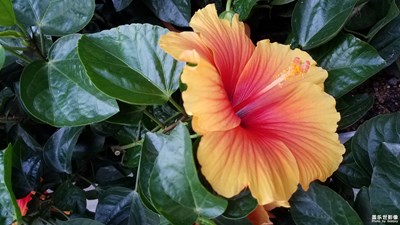 花花世界——中國薔薇