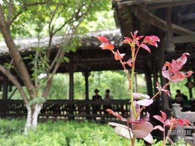 公園隨手拍的，都是自動(dòng)模式拍攝的，求指導(dǎo)