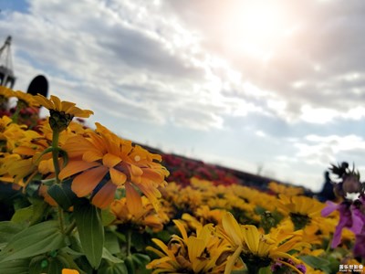 拍才知道＋花海