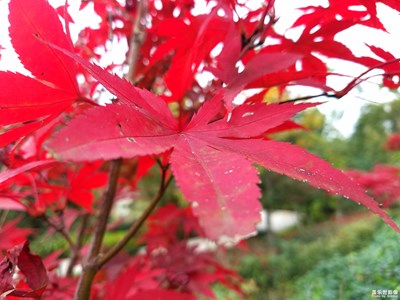 《我眼中的十一月》+楓葉