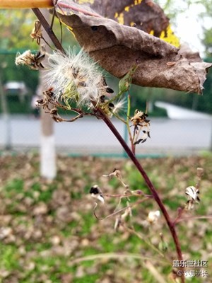 《我眼中的十一月》秋日私語