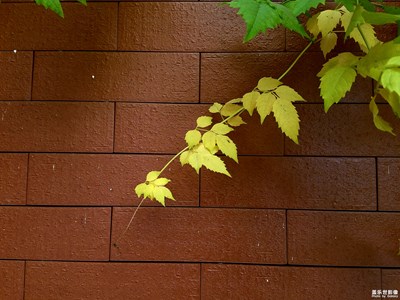 《我眼中的十一月》+秋黃之色