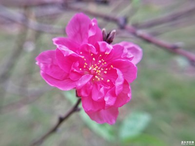 《我眼中的十一月》+繁花依舊，漫天彩霞
