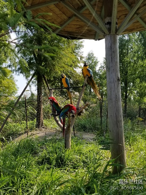 上海分公司 胡慧軍小區(qū)    高可   精彩瞬間