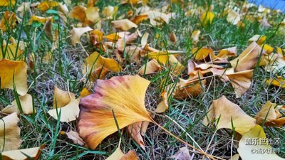 我眼中的十一月+葉黃初冬涼