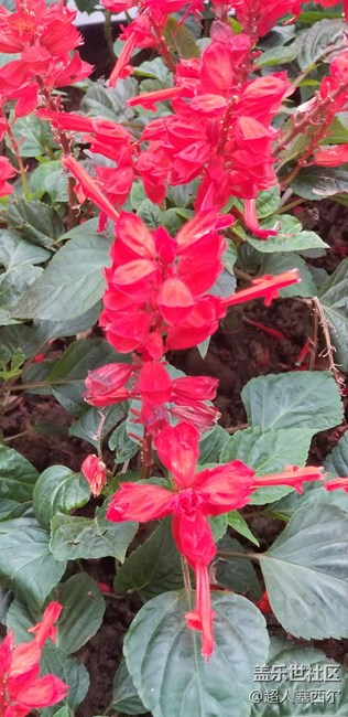 記11-11重慶三星品鑒會