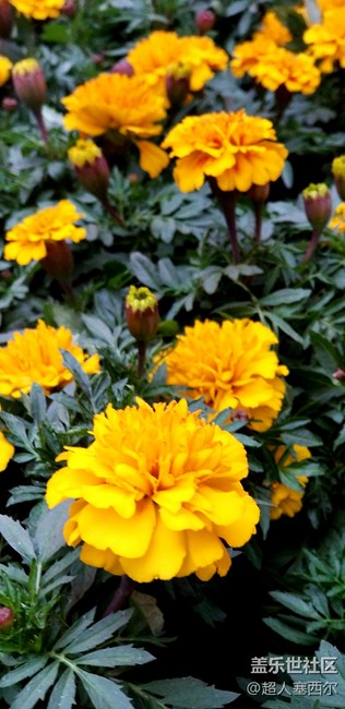 記11-11重慶三星品鑒會