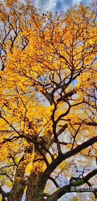 紅葉之鄉(xiāng)-Note8伴我游米亞羅。