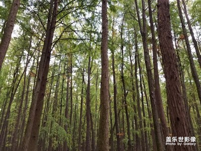 《我眼中的十一月》+公園隨拍