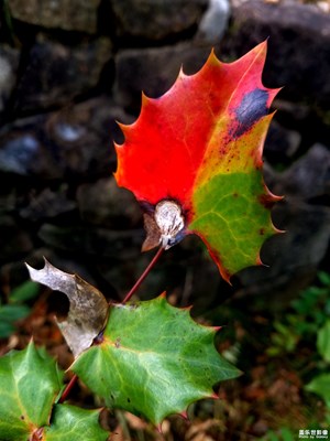 《我眼中的十一月》+江南秋色