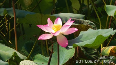 又是我，翻舊照了，SM-C101