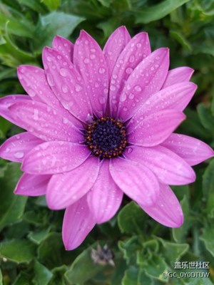 三星S8所拍攝的風(fēng)景圖，