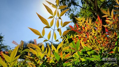 S8鏡頭里的秋日陽光