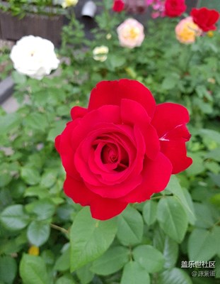 ??S7dege??專(zhuān)業(yè)拍花15年??