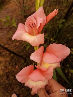 用專(zhuān)業(yè)模式拍攝水仙花