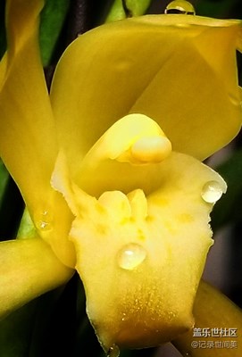 戶外己冷，驀然回首，一朵蘭花己開，蝴蝶蘭仍在綻放優(yōu)雅。