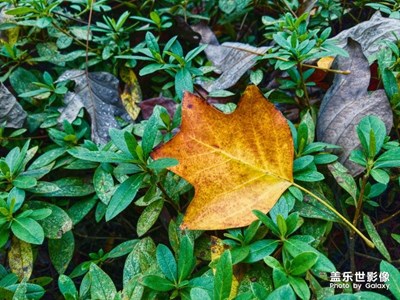 冬天來了，樹葉飄落。