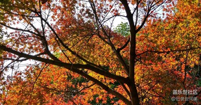 《拾憶》+感恩節(jié)，感恩大自然的美麗饋贈