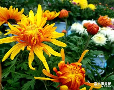 柿子紅時(shí)，菊花艷!