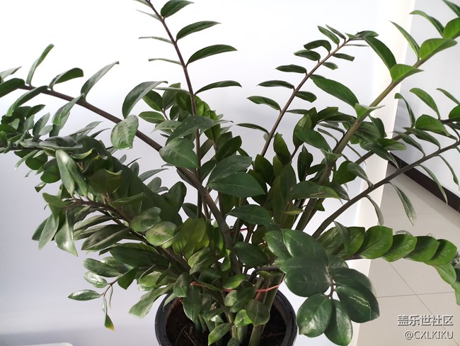 【C8體驗(yàn)團(tuán)】【圖文】中端選擇，智能雙攝-C8