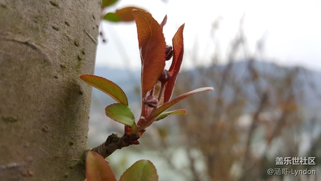 看到大家都在曬照片，我也來秀一波note5拍的照片···