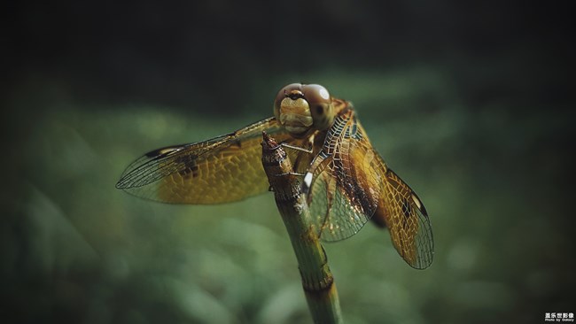 【每周精帖匯】第81期：社區(qū)小姐姐教你玩轉(zhuǎn)Bixby！