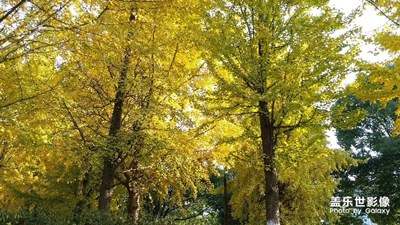 身邊的風(fēng)景如此美膩，何必非要遠(yuǎn)行