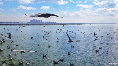 拍，才知道@春城的精靈